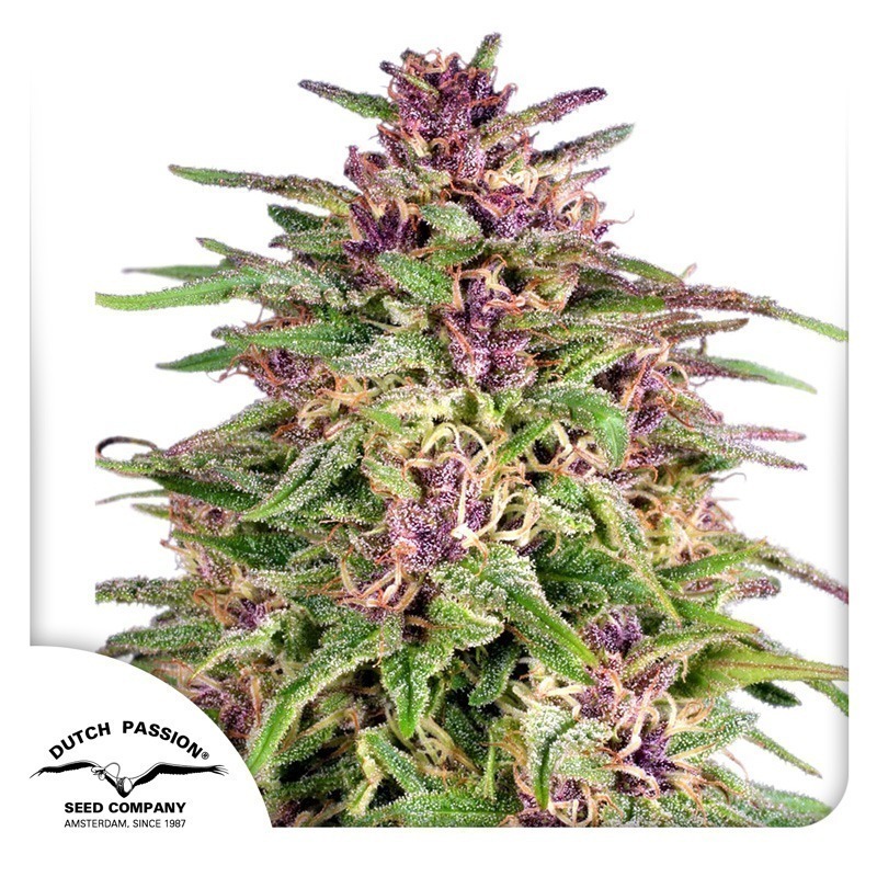 Frisian Dew Cannabis Zaden