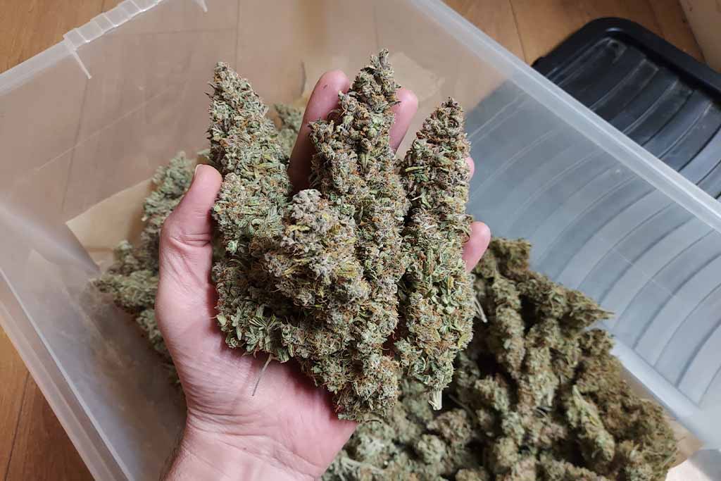 Auto White Widow 784g indoor harvest from two plants by Cannabis_sir