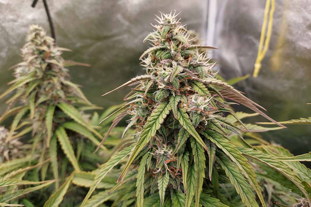 Auto White Widow flowering stage by Cannabis_sir (2)