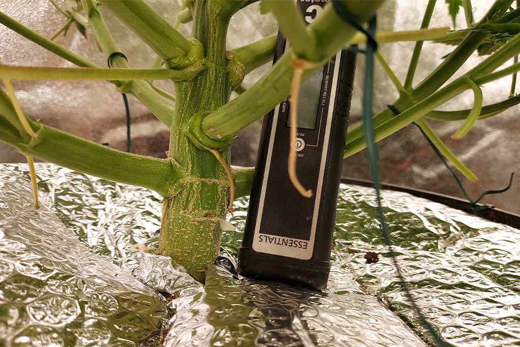 Auto White Widow thick stem grown under LED grow lights by Cannabis_sir