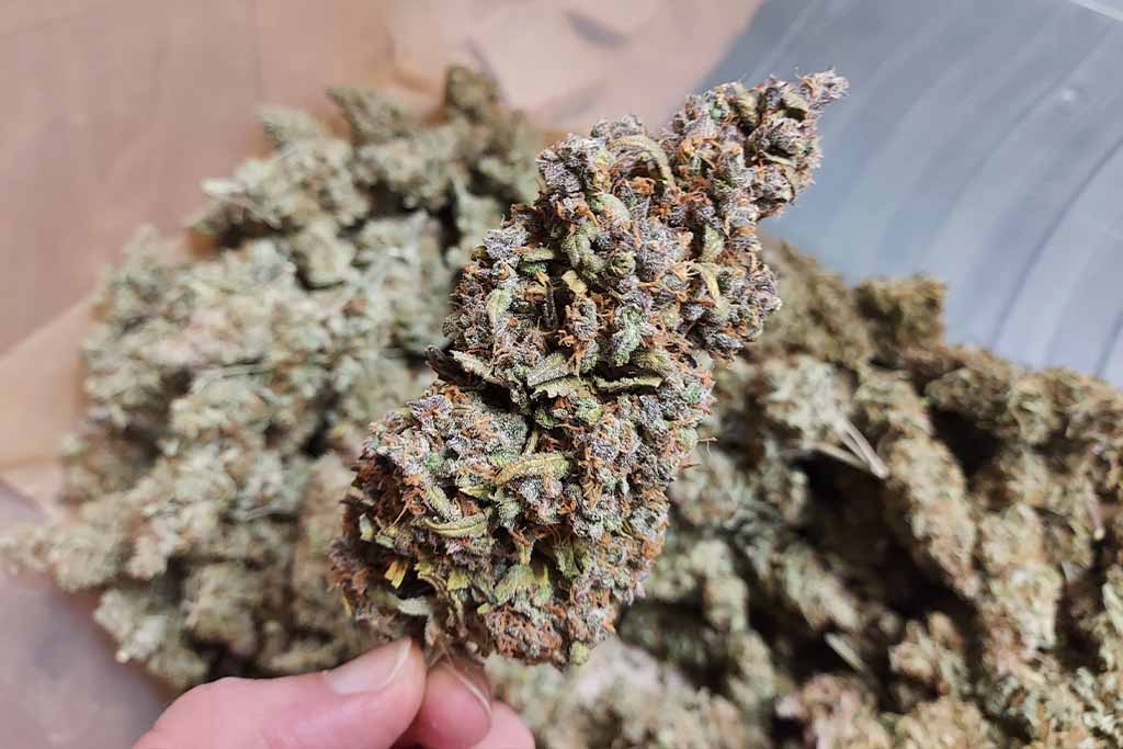 Auto White Widow trimmed cannabis buds by Cannabis_sir