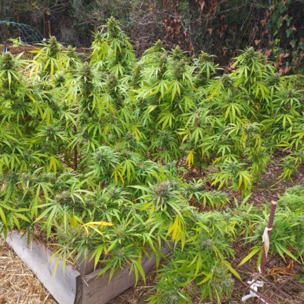 Desfrán grown outdoors in France with Scrog and Lollipopping by Ashram