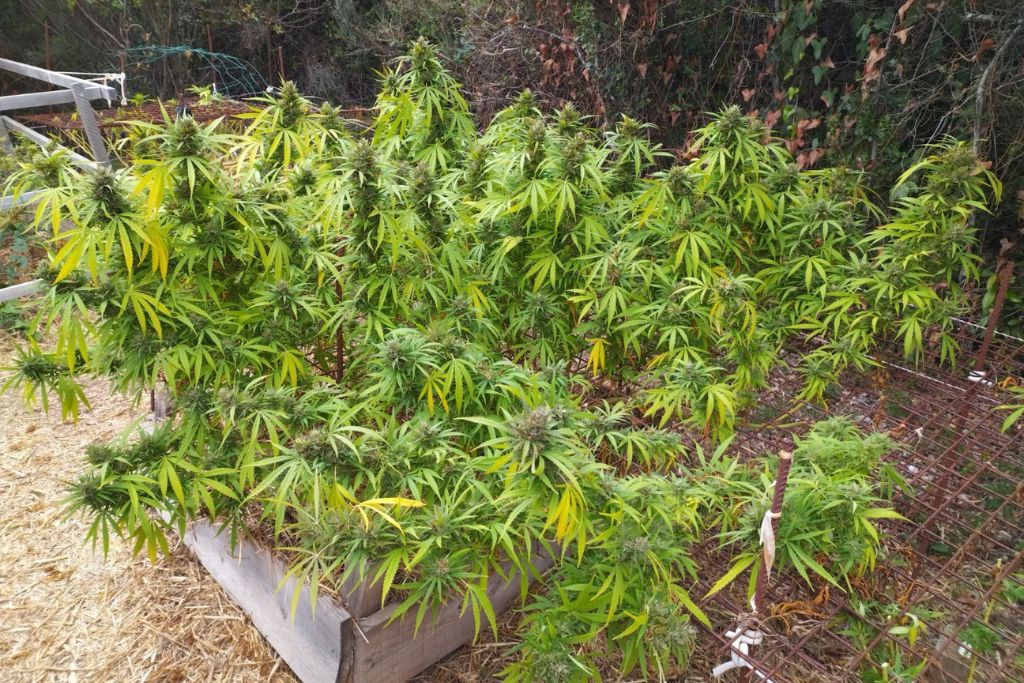 Desfrán grown outdoors in France with Scrog and Lollipopping by Ashram