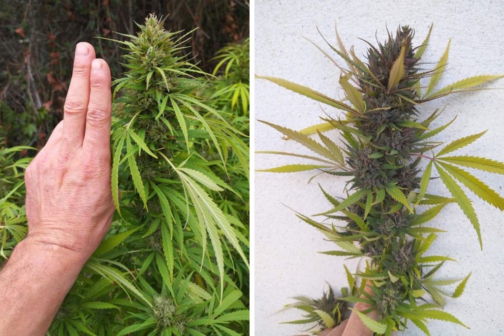 Outdoor cannabis flowering pictures of Desfrán (2/2)