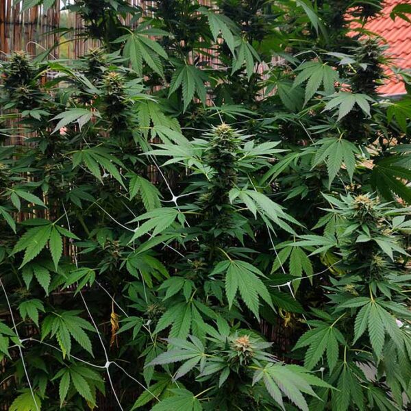 Durban Dew outdoor grow report by Mrs_Larimar