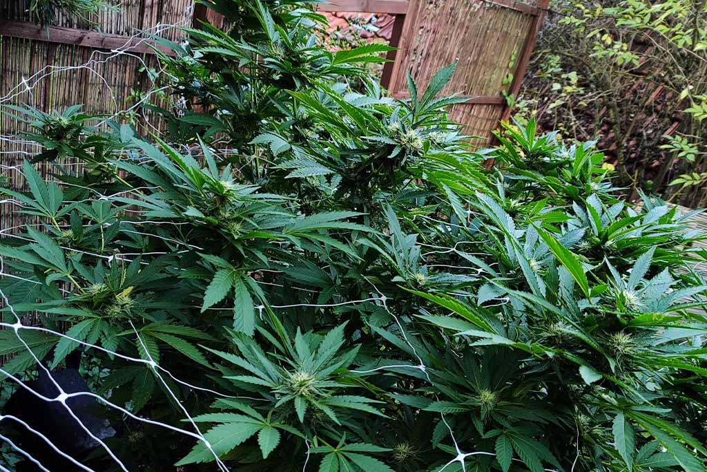 Durban Dew outdoor grow report by Mrs_Larimar (flowering stage)