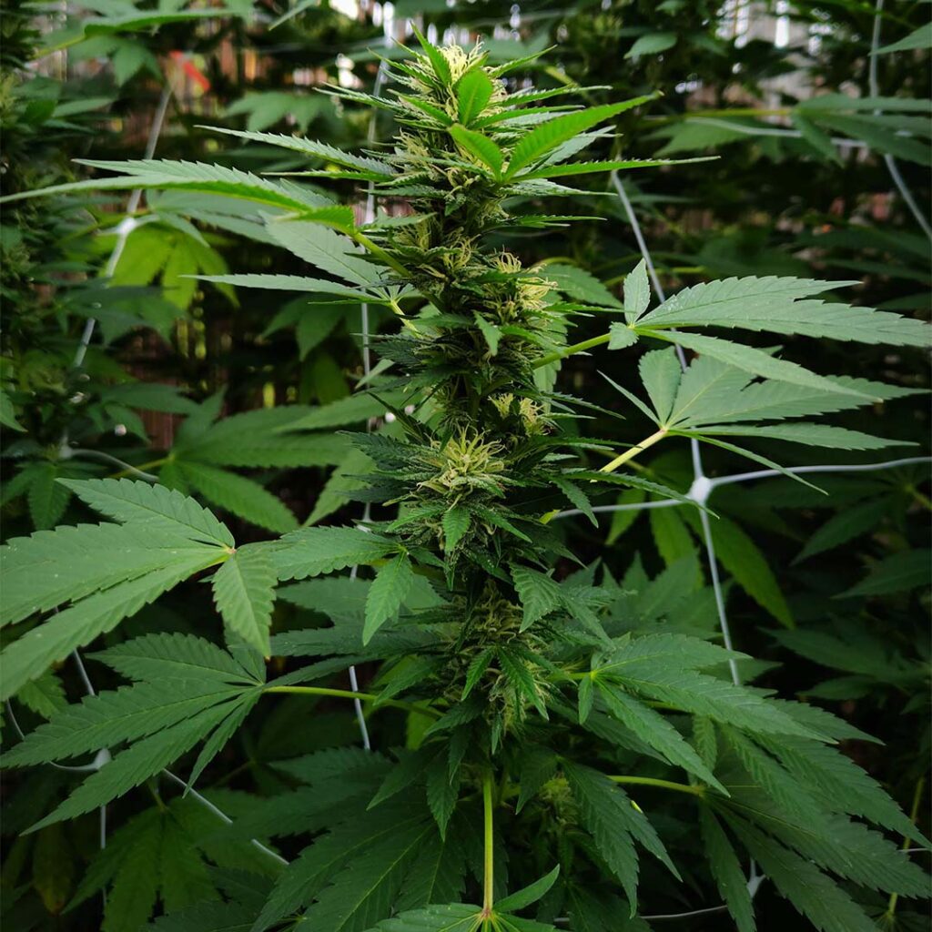 Durban Dew outdoor grow report by Mrs_Larimar (flowering stage 3)