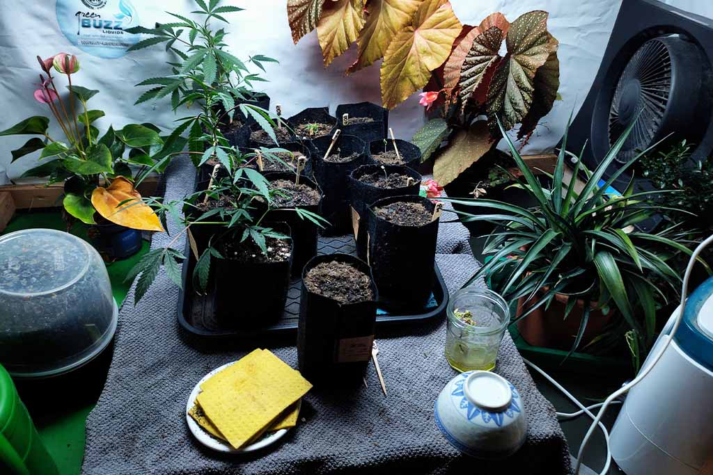 Durban Dew outdoor grow report by Mrs_Larimar (germination stage)