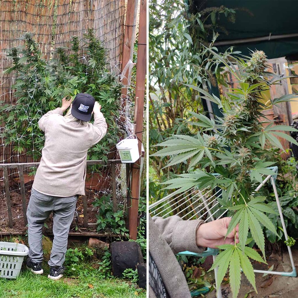 Durban Dew outdoor grow report by Mrs_Larimar (harvest day)