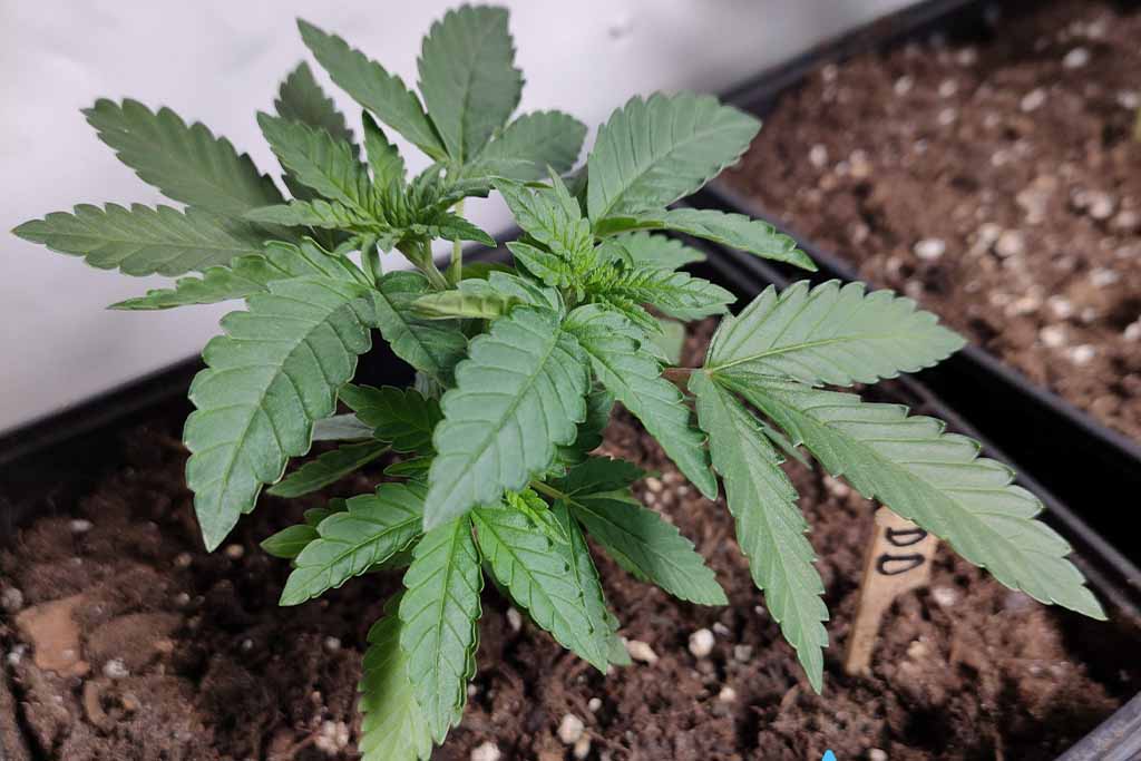 Durban Dew outdoor grow report by Mrs_Larimar (seedling stage)