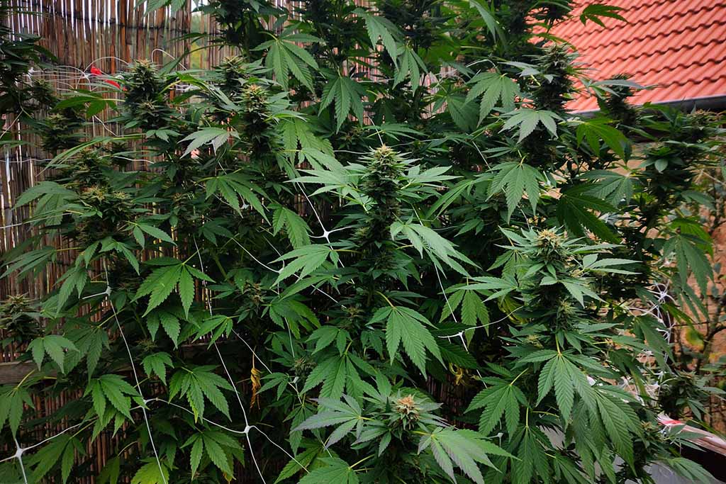 Durban Dew outdoor grow report by Mrs_Larimar