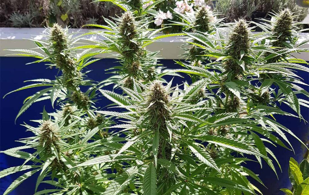 Frisian Dew produce generous yields in spite of the conversatory restrictions