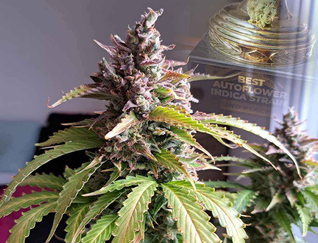 Auto Oh My Gusher - second best Indica-dominant variety at the Autoflower World Cup 2024