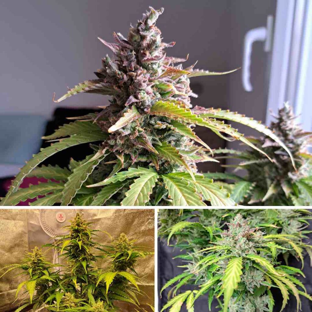 Auto Oh My Gusher by @weedydi_bobbidi_boo (flowering stage)