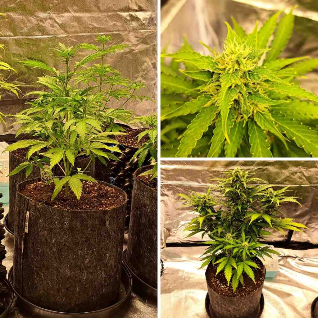 Auto Oh My Gusher by @weedydi_bobbidi_boo (vegetative stage)
