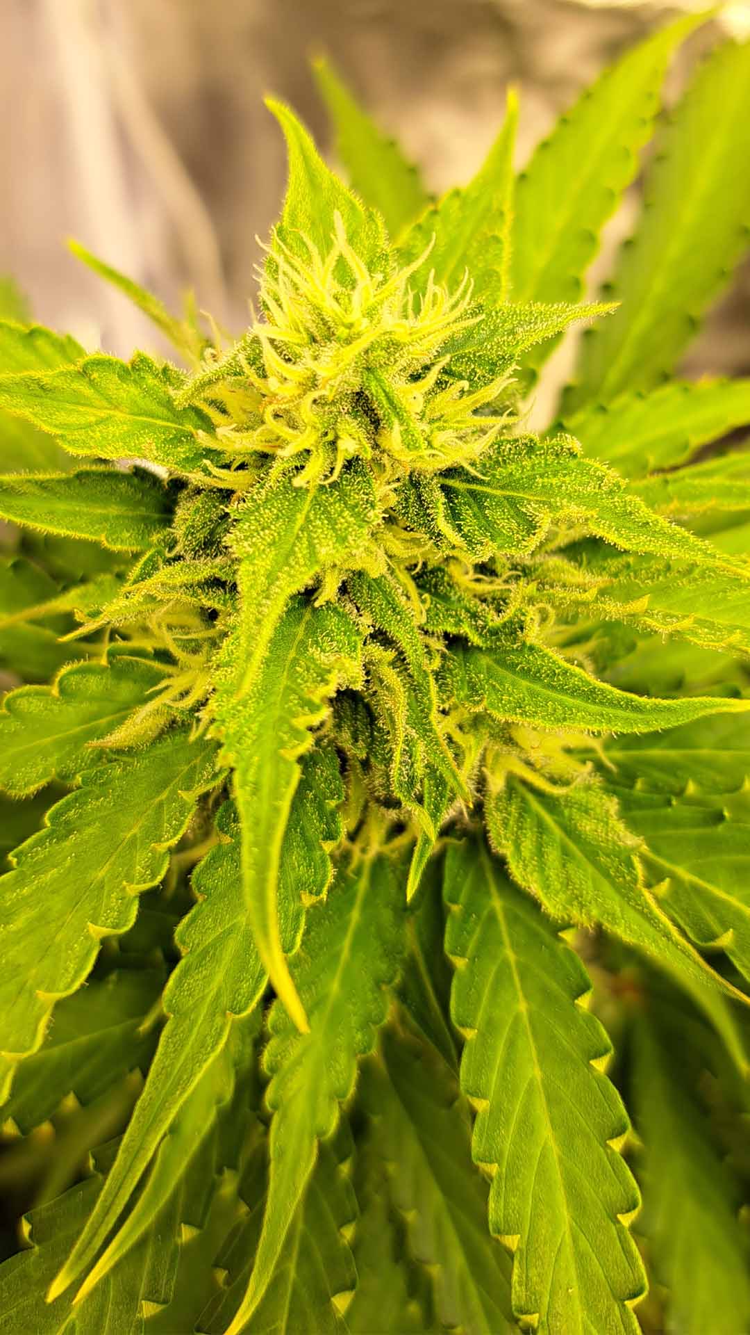 auto-oh-my-gusher-seed-to-harvest-report-by-weedydi_bobbidi_boo-2