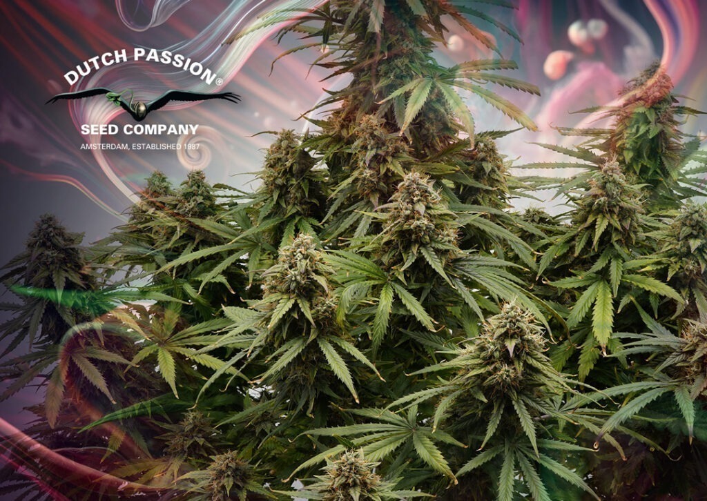 Auto Euforia cannabis seed to harvest grow report by The Artist