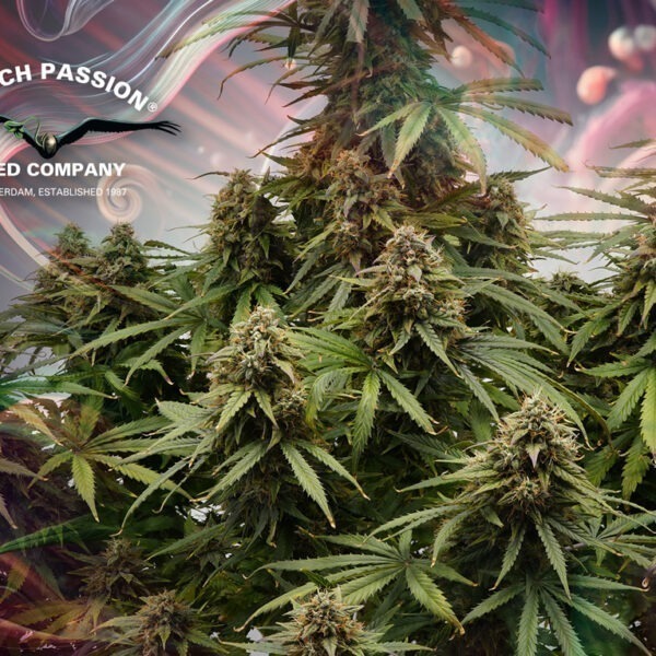 Auto Euforia cannabis seed to harvest grow report by The Artist