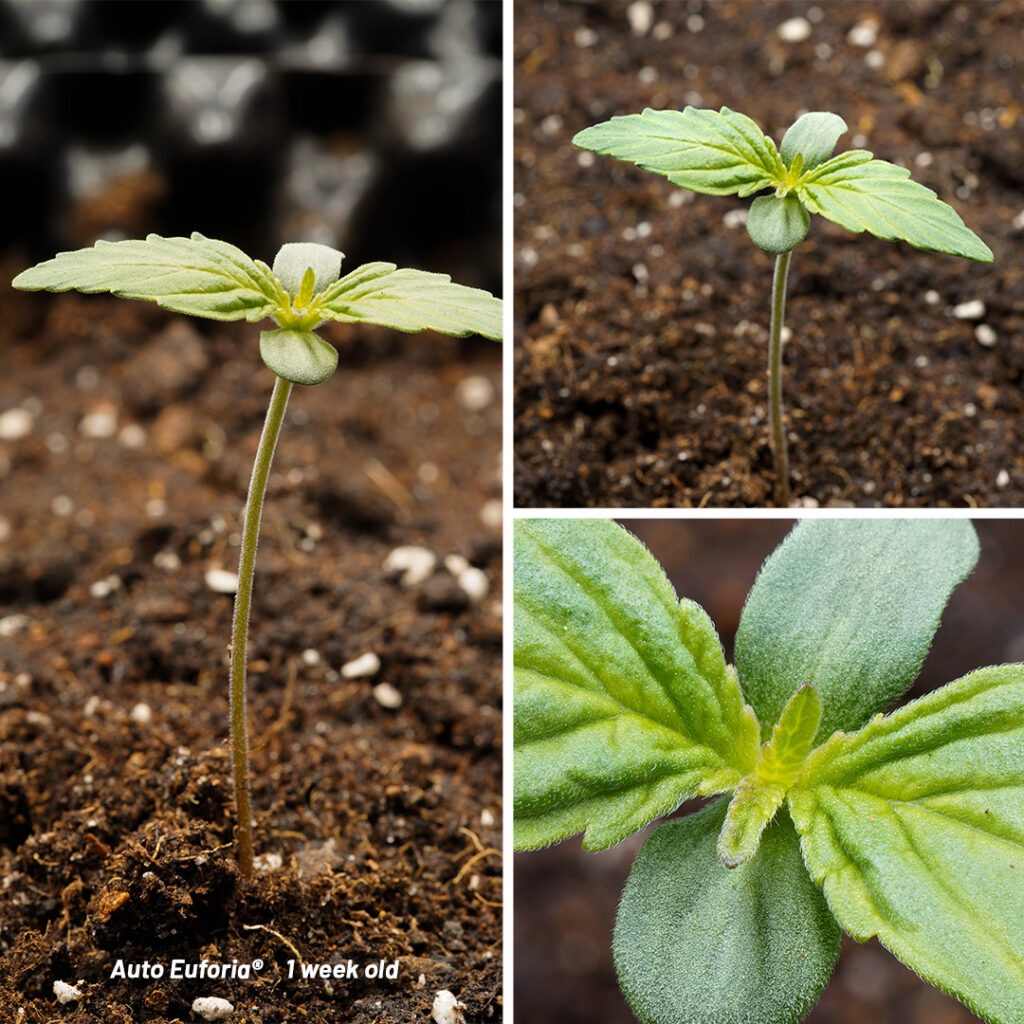 Auto Euforia cannabis seed to harvest grow report (Week 1)
