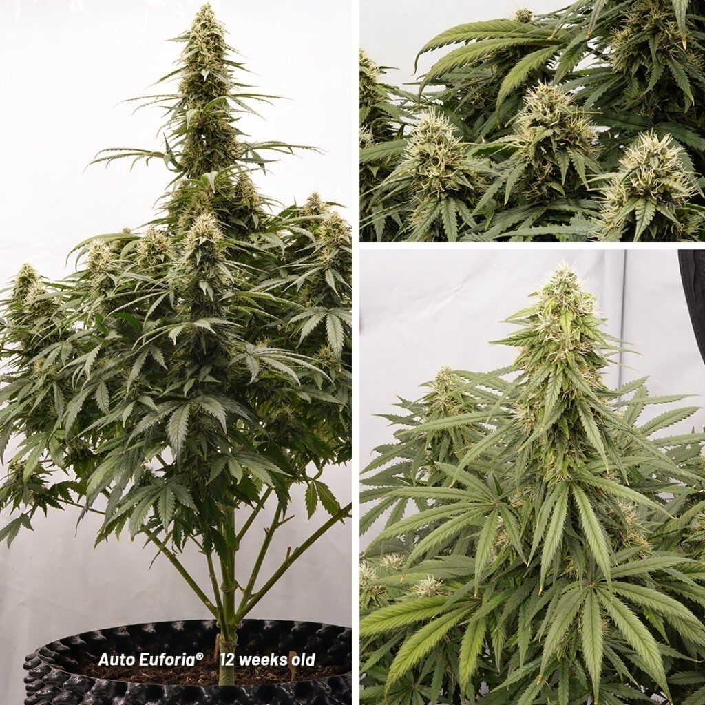 Auto Euforia cannabis seed to harvest grow report (Week 12)