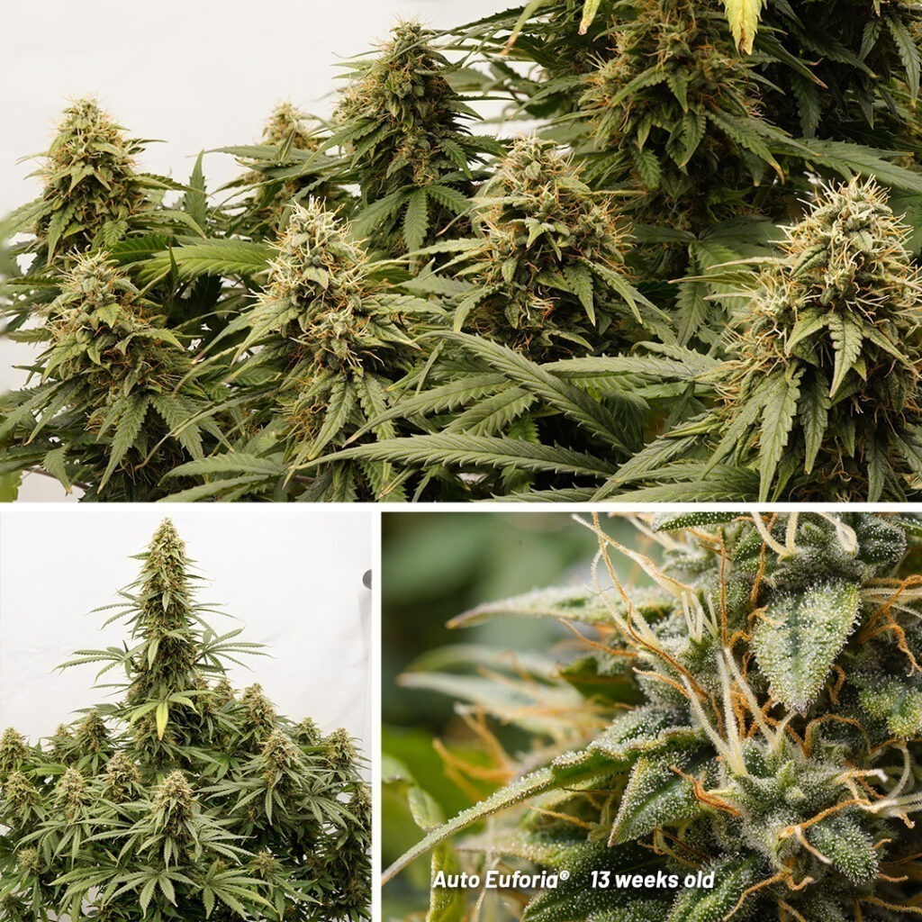 Auto Euforia cannabis seed to harvest grow report (Week 13)