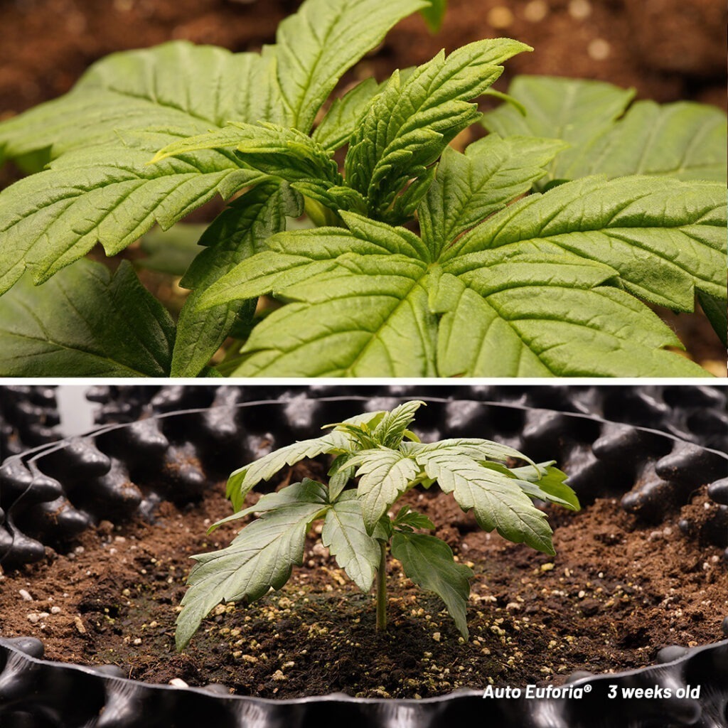 Auto Euforia cannabis seed to harvest grow report (Week 3)