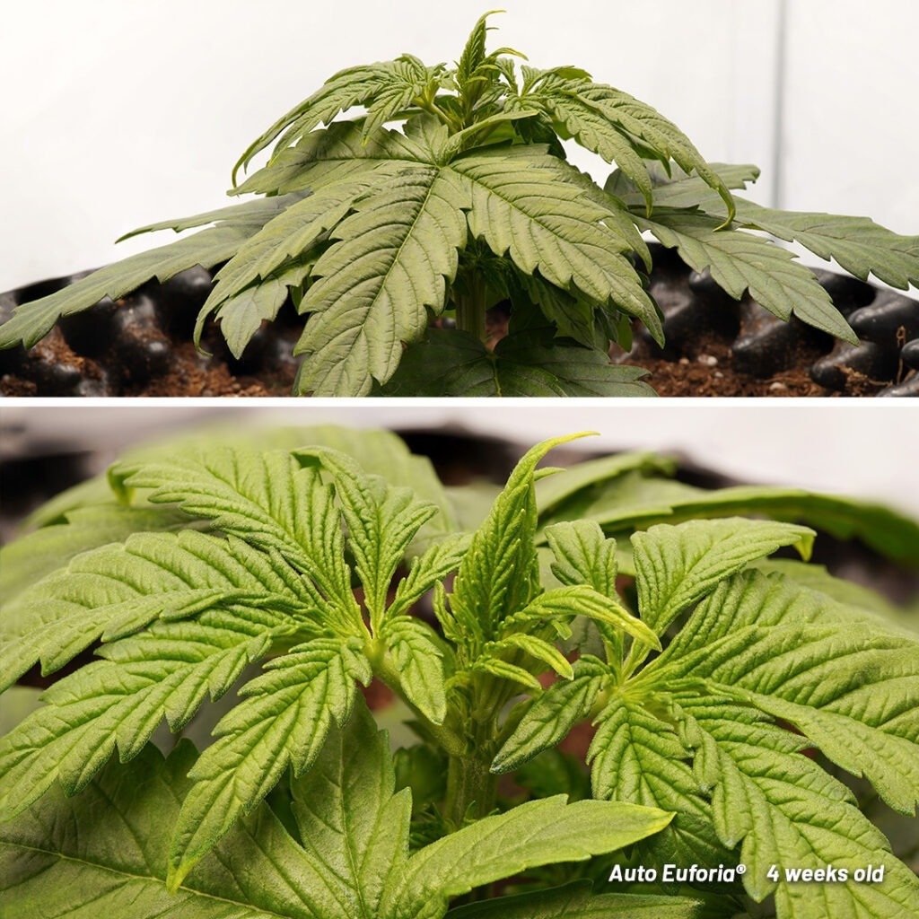 Auto Euforia cannabis seed to harvest grow report (Week 4)