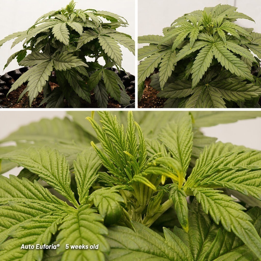 Auto Euforia cannabis seed to harvest grow report (Week 5)