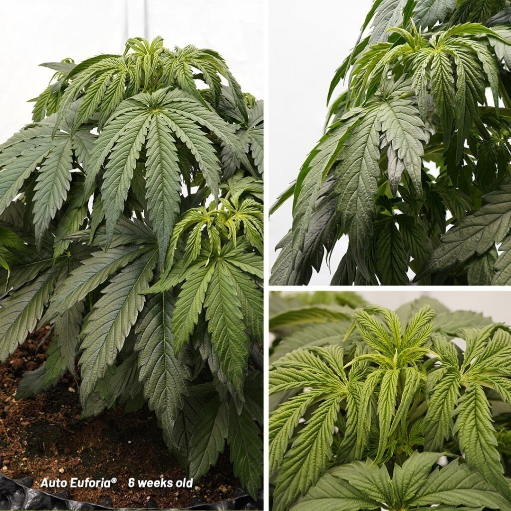 Auto Euforia cannabis seed to harvest grow report (Week 6)