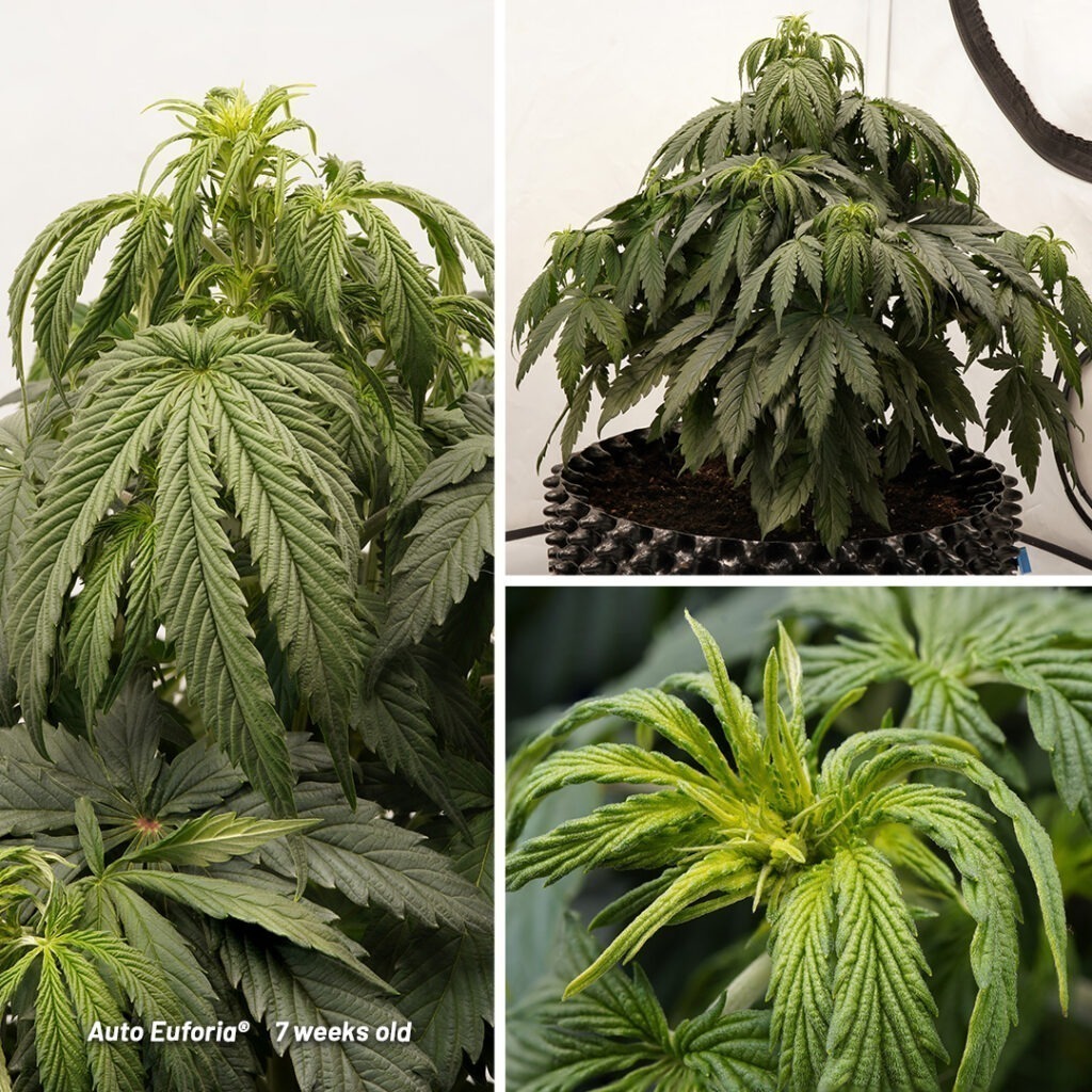 Auto Euforia cannabis seed to harvest grow report (Week 7)
