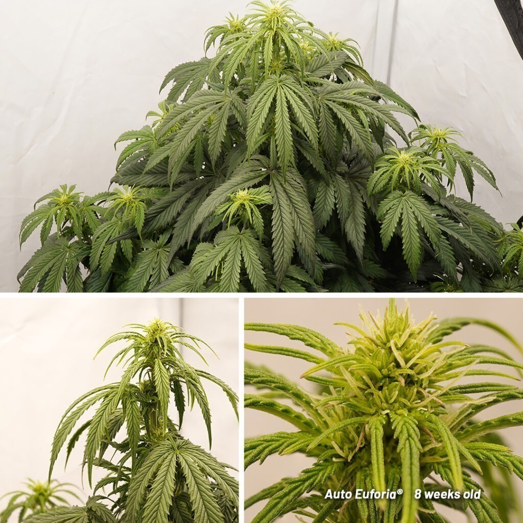 Auto Euforia cannabis seed to harvest grow report (Week 8)
