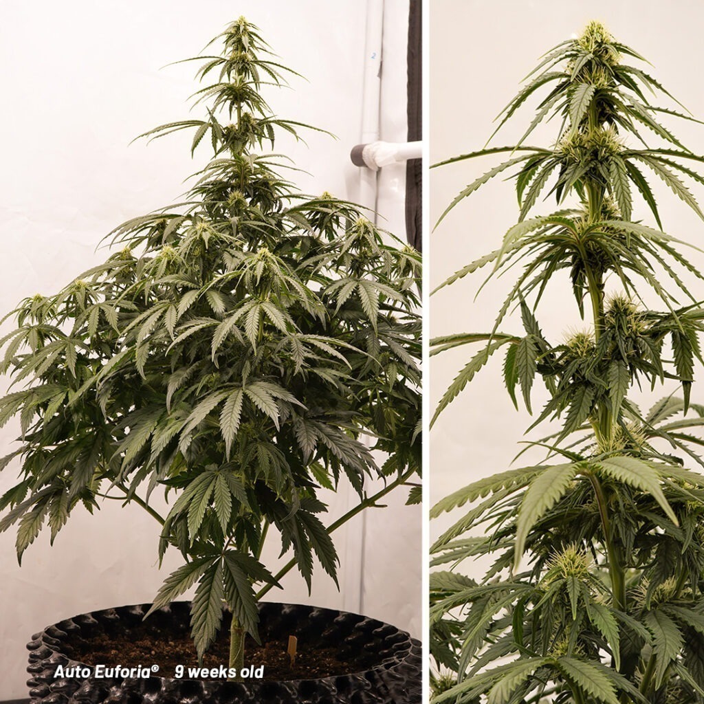 Auto Euforia cannabis seed to harvest grow report (Week 9)
