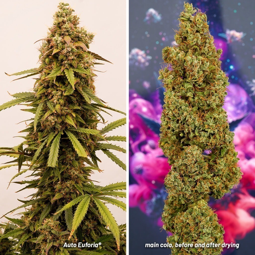 Auto Euforia main cola before and after drying