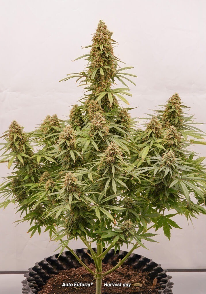 Auto Euforia grown indoors - harvest day - 110g dry yield