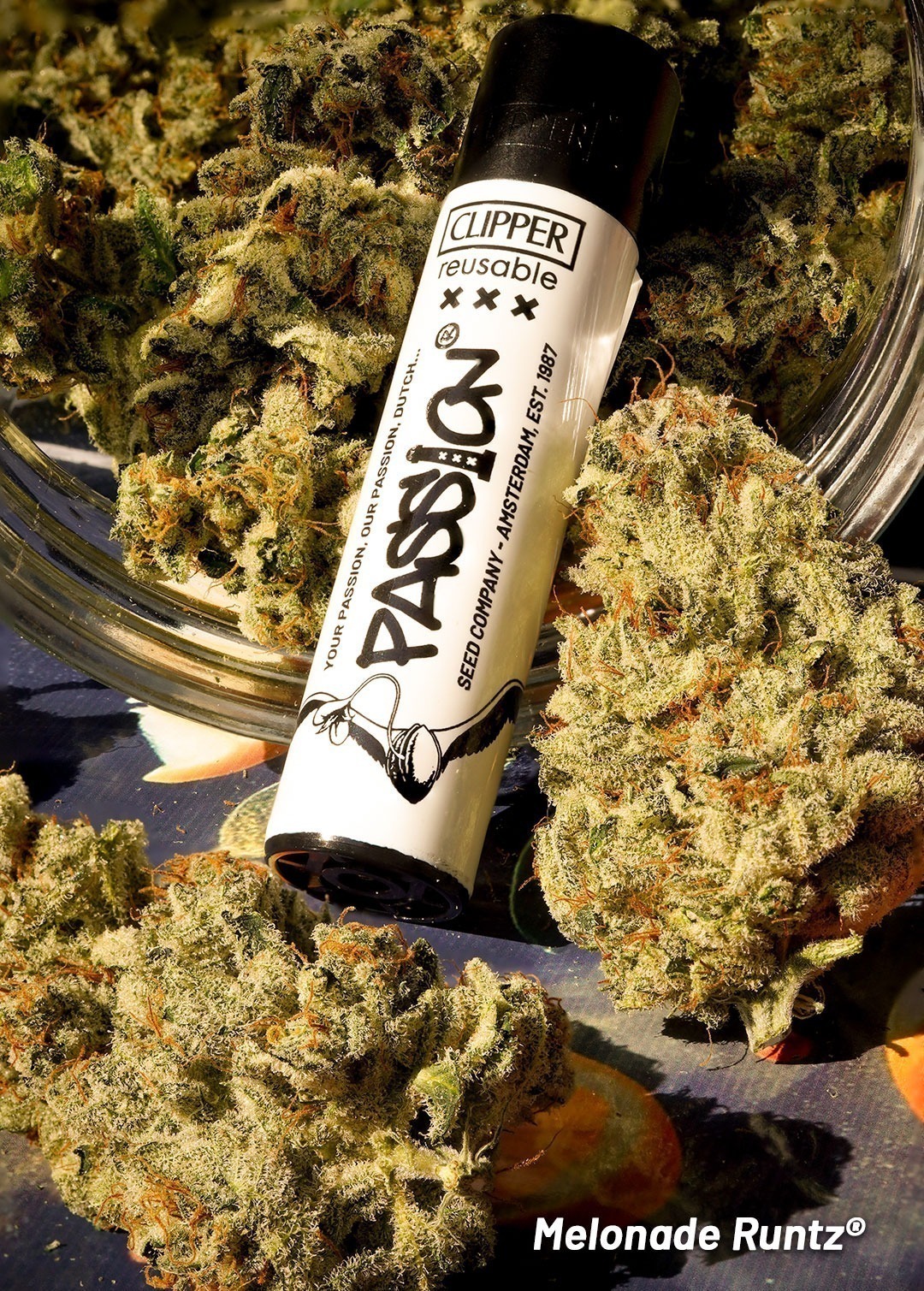 Melonade Runtz grown indoors, dry buds with Dutch Passion clipper