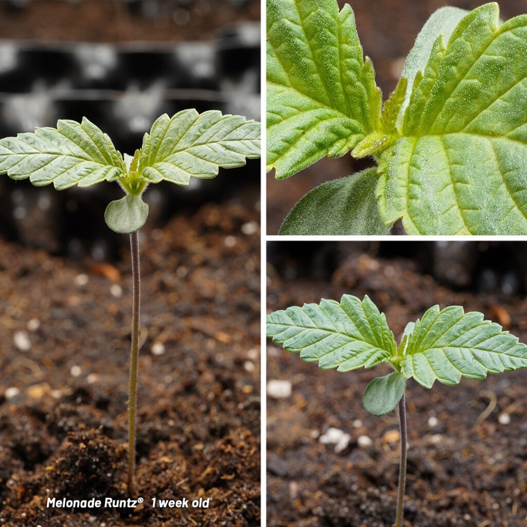 Melonade Runtz cannabis seed to harvest report (Week 1)