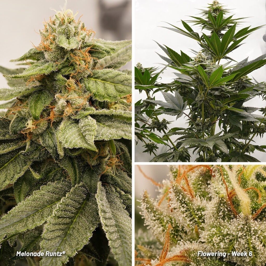 Melonade Runtz cannabis seed to harvest report (Week 10)