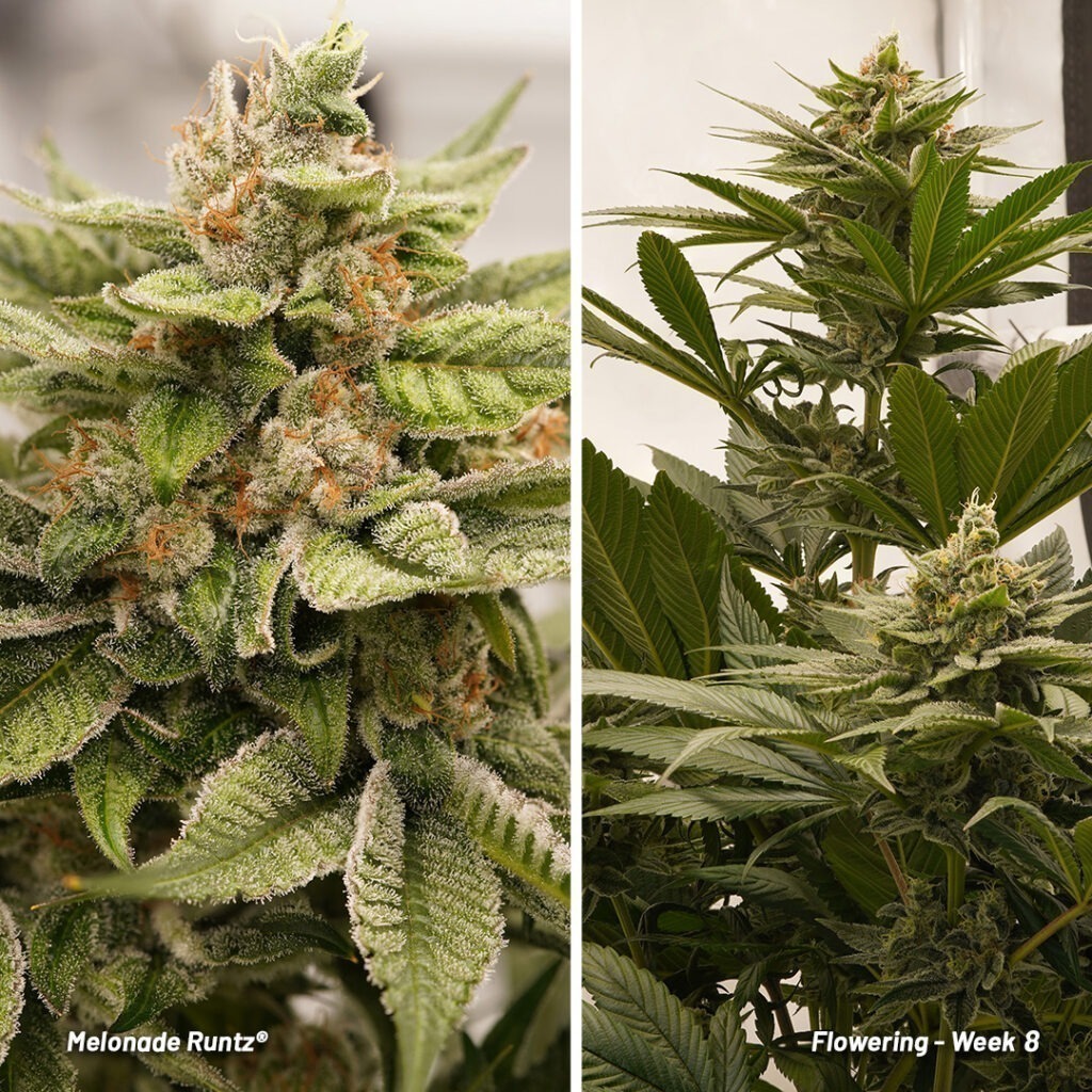 Melonade Runtz cannabis seed to harvest report (Week 12)