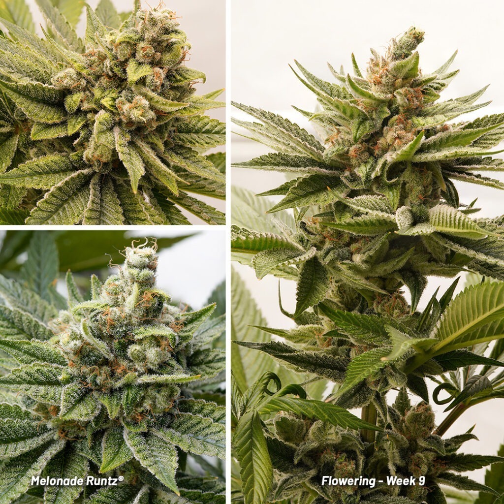 Melonade Runtz cannabis seed to harvest report (Week 13)