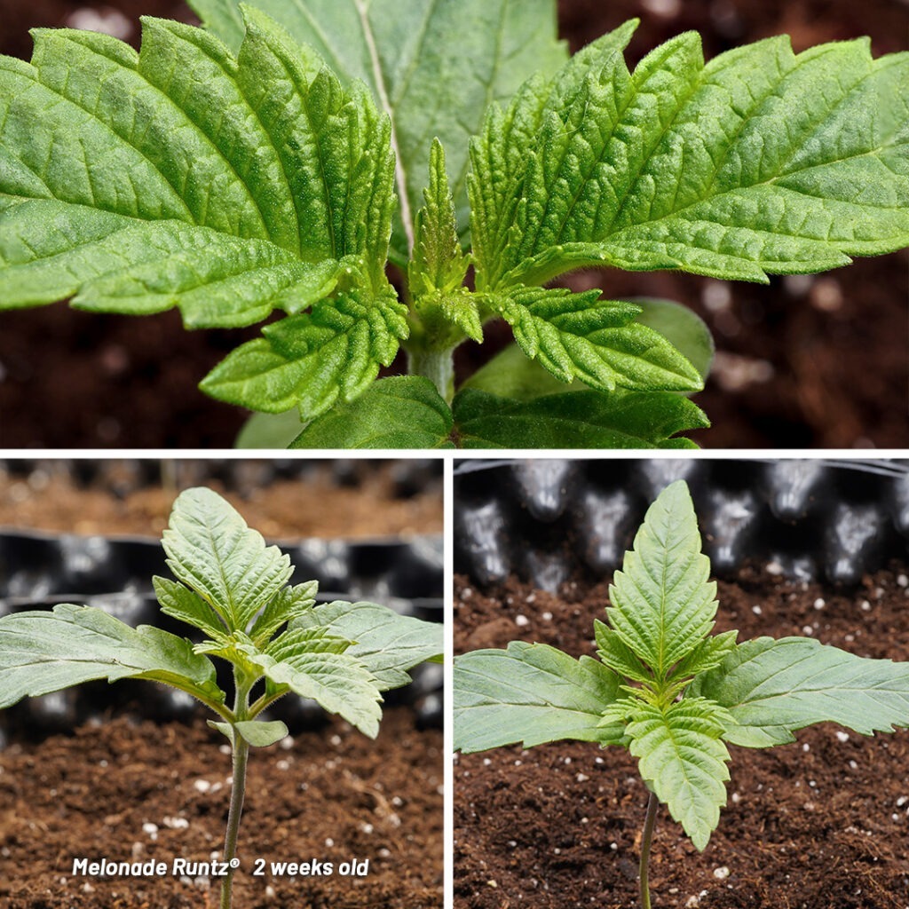 Melonade Runtz cannabis seed to harvest report (Week 2)