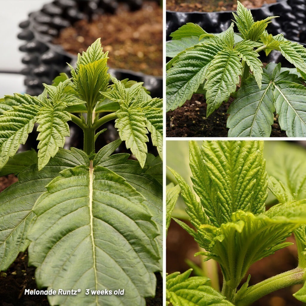 Melonade Runtz cannabis seed to harvest report (Week 3)