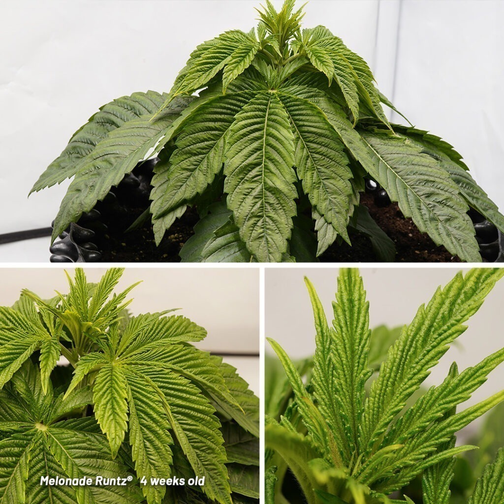 Melonade Runtz cannabis seed to harvest report (Week 4)
