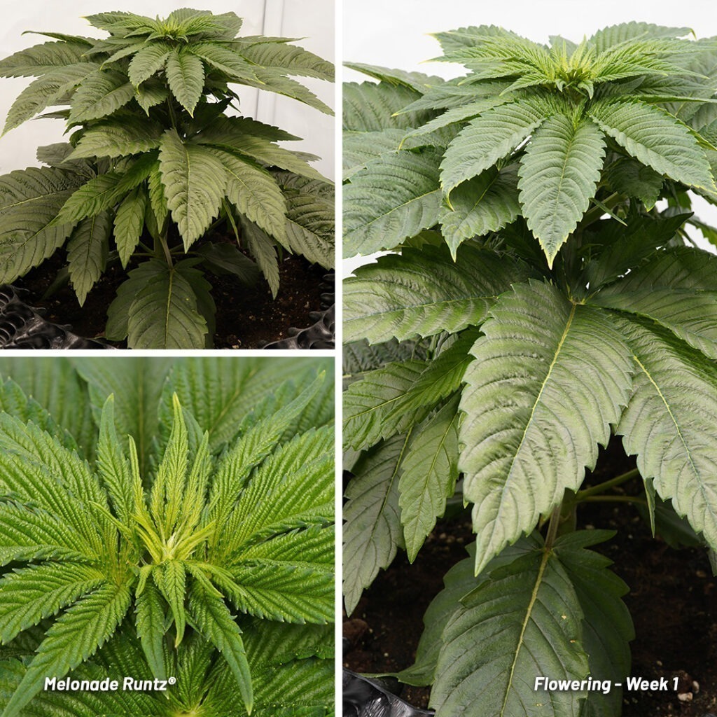 Melonade Runtz cannabis seed to harvest report (Week 5)