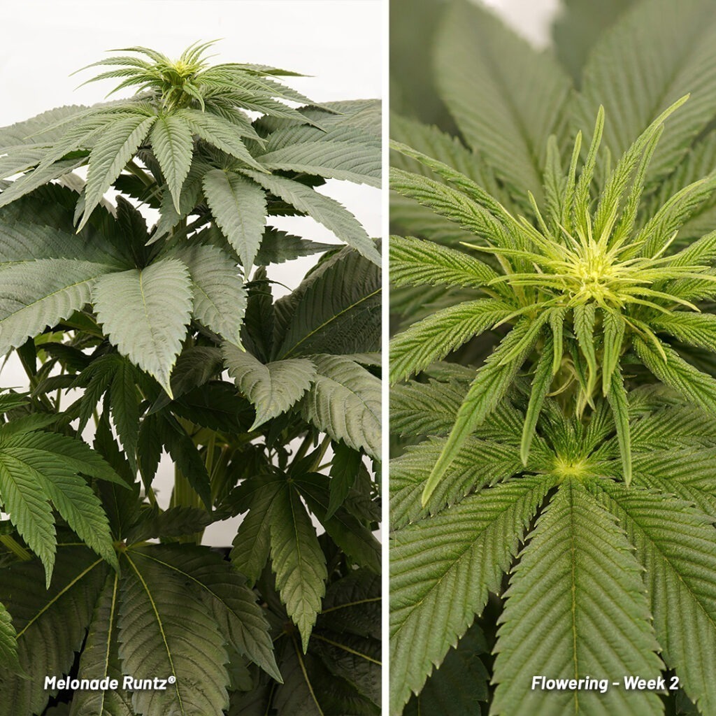 Melonade Runtz cannabis seed to harvest report (Week 6)