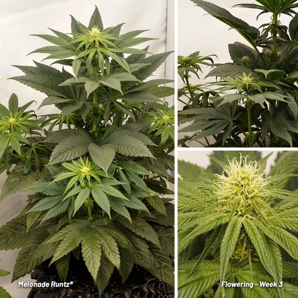 Melonade Runtz cannabis seed to harvest report (Week 7)