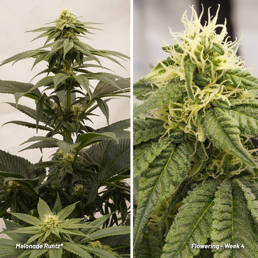 Melonade Runtz cannabis seed to harvest report (Week 8)