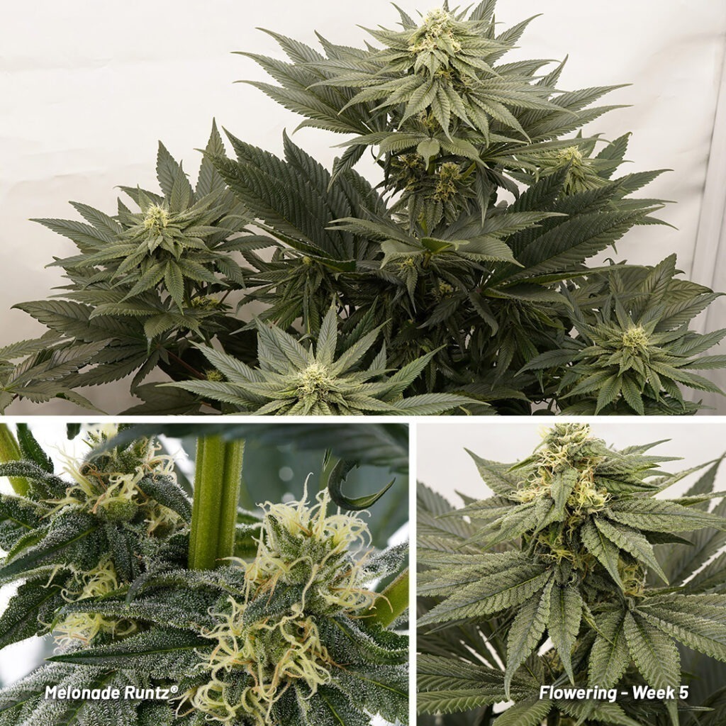Melonade Runtz cannabis seed to harvest report (Week 9)