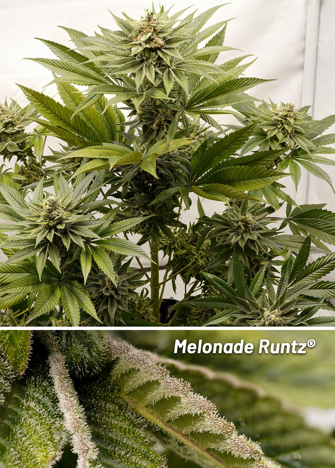 Melonade Runtz grown indoors, ready for harvest