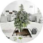 Cannabis Grow Guides by Dutch Passion