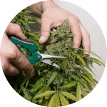 Cannabis Grow Reports by Dutch Passion